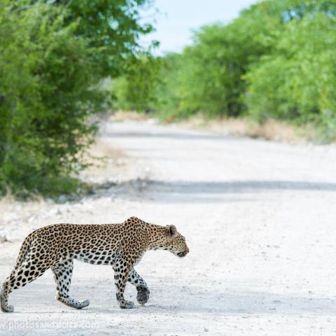 Leopard on prowl, Onguma Tented Camp, Namibia