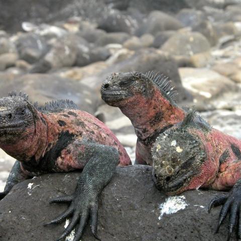 Marine iguanas, Galapagos
