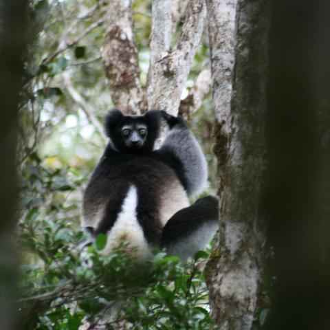 Indri at Andasibe-Mantadia National Park