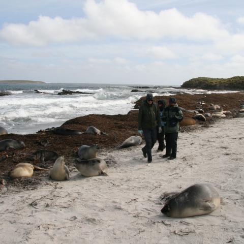 Young Elephant seals, Falkland Islands