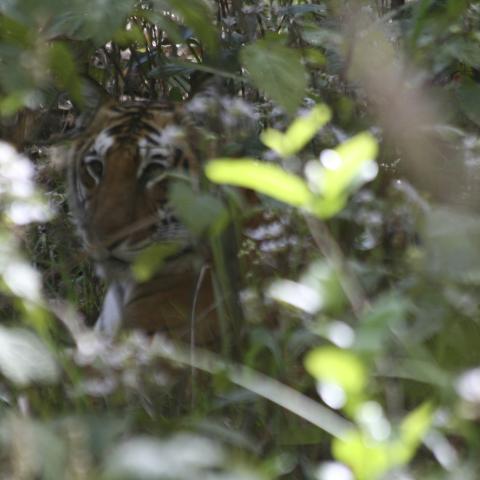 Tiger, Indian National Park