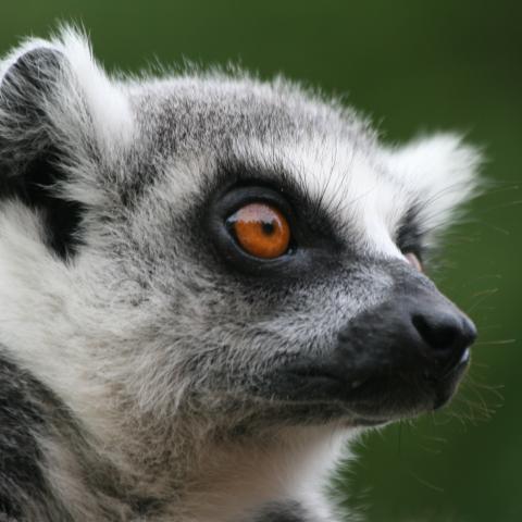 Ring-tailed lemur at Berenty