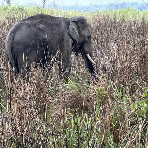 Asian elephant at Kaziranga National Park, Assam