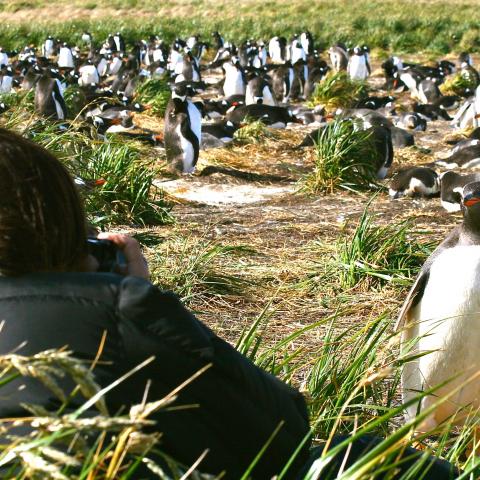 Gentoo penguins, Falkland Islands