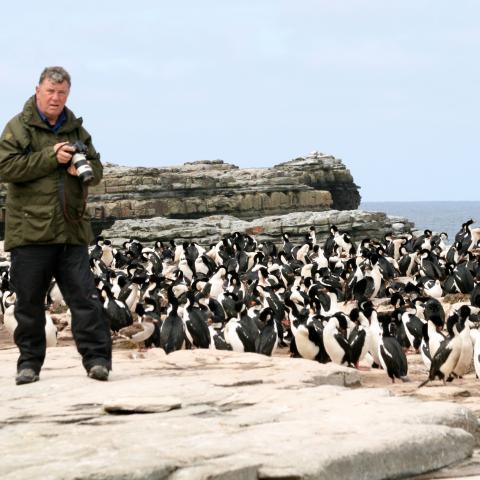 King cormorants, Falkland Islands
