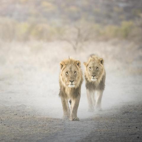 Lions hunting in Namibia