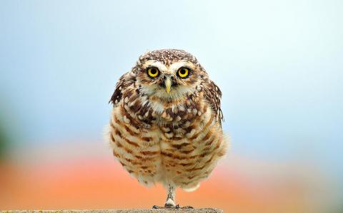 Burrowing owl, Estancia La Ernestina