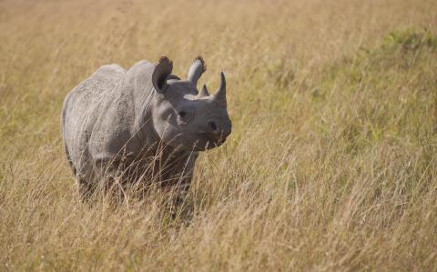 Black Rhino, N'Gorongoro