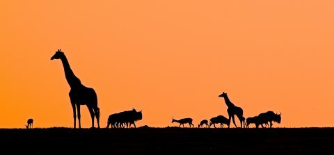 Giraffes and Wildbeest at Sunrise, Masai Mara