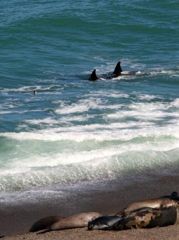 Killer Whales patrol the beach, Peninsula Valdes