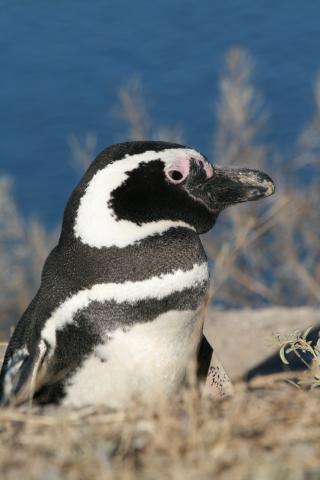 Magellanic Penguin, Peninsula Valdes