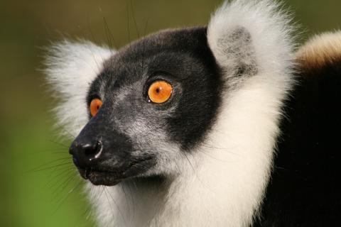 Black and white ruffed lemur at Andasibe-Mantadia National Park