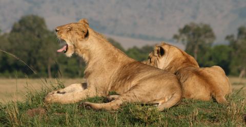 Lions relax in Tanzania