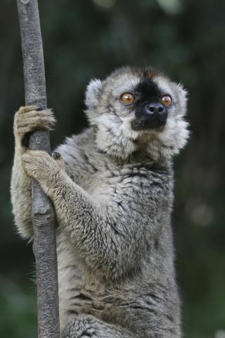 Brown lemur at Andasibe-Mantadia National Park