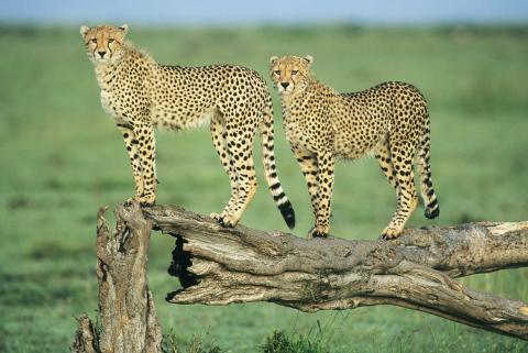 Cheetahs, Serengeti