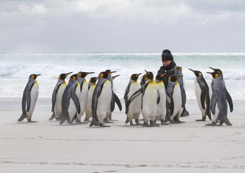 King penguins, Falkland Islands