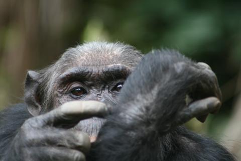 Chimp in Gombe