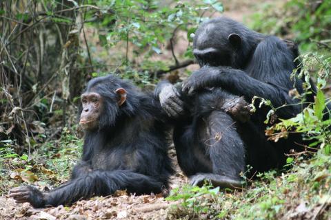 Chimps in Gombe
