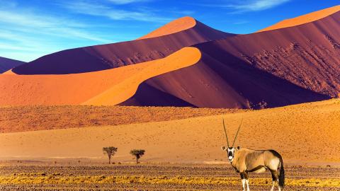 Gemsbok in Namib desert