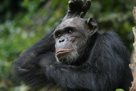Chimpanzee in Gombe 