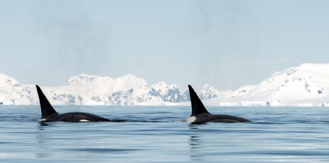 Killer whales, Antarctica
