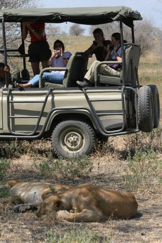 Lions on safari drive