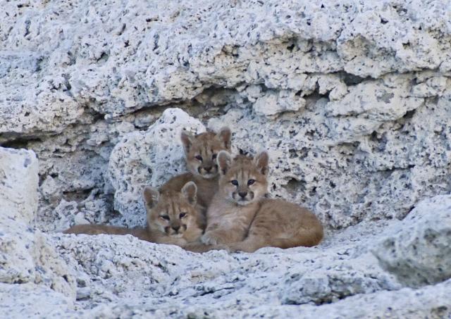Puma kittens, Torres del Paine