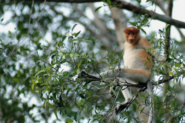 Proboscis Monkey, Kinabatangan River