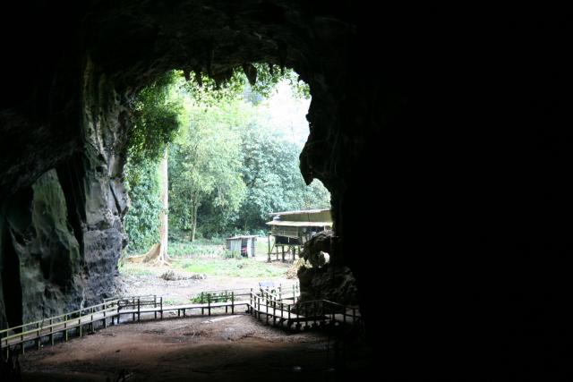 Gomantong Cave, Borneo