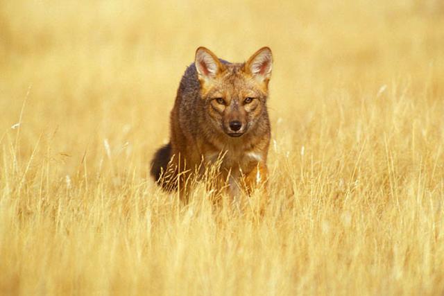 Culpeo Fox, Torres del Paine
