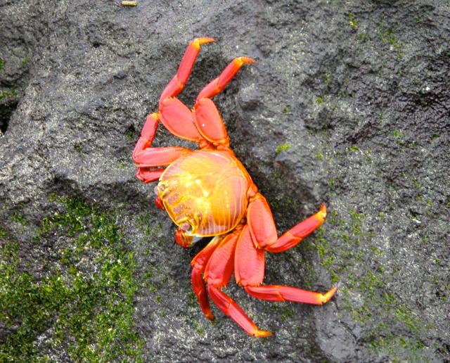 Sally lightfoot crab, Galapagos