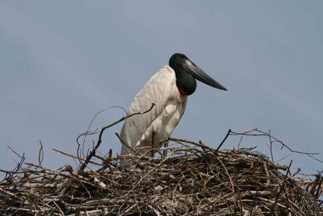 Jabiru stork, Baia das Pedras