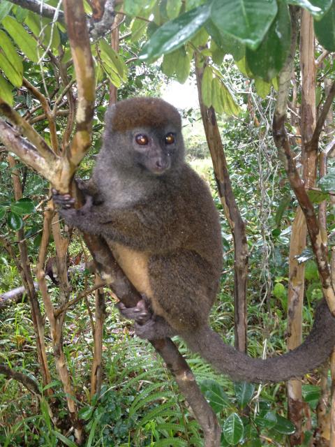 Bamboo lemur at Andasibe-Mantadia National Park