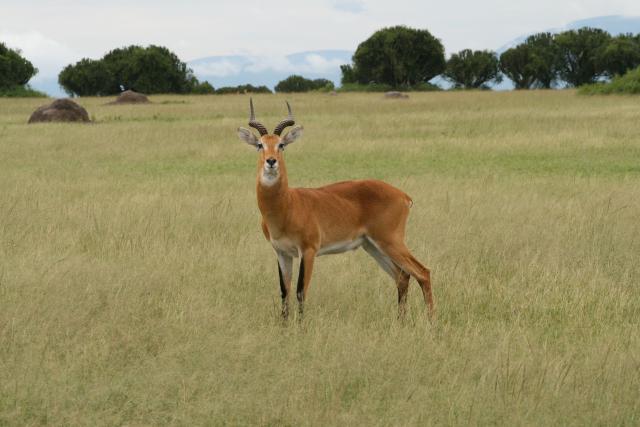 Uganda kob in Queen Elizabeth National Park