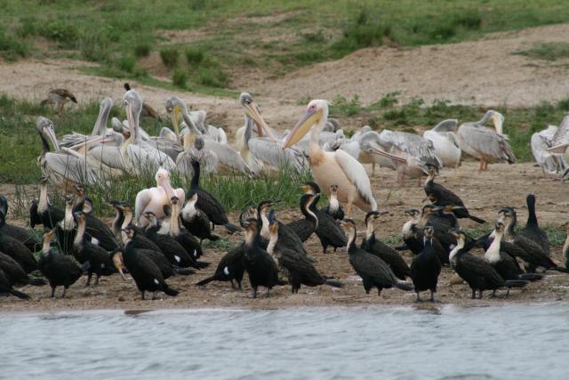 Birds on the Kazinga Channel, Queen Elizabeth National Park