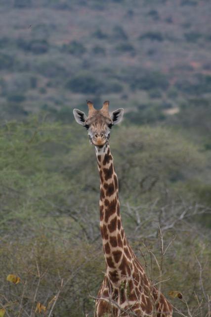 Giraffe in Akagera National Park
