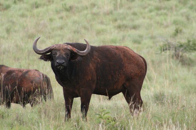 Cape buffalo in Akagera National Park