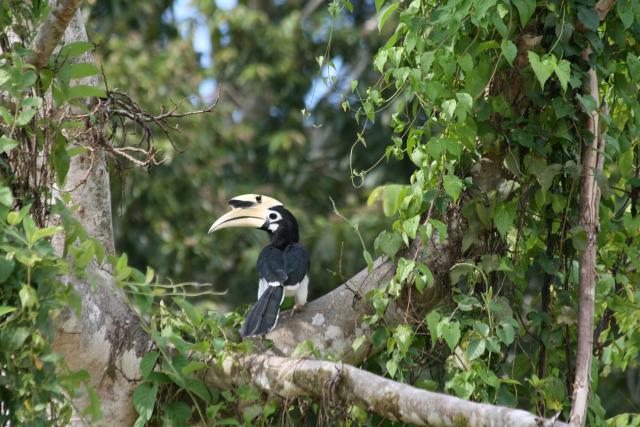 Hornbill, Kinabatangan River