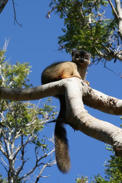 Brown lemur at Anjajavy