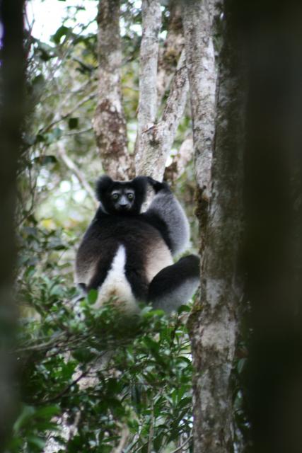 Indri at Andasibe-Mantadia National Park