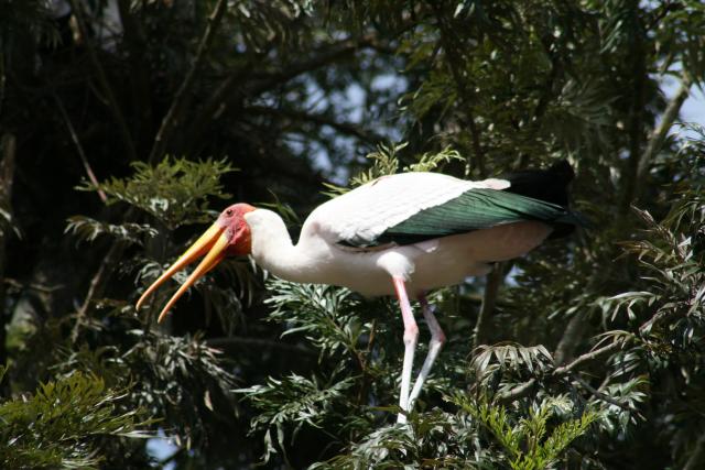 Yellow-billed storks near Akagera National Park