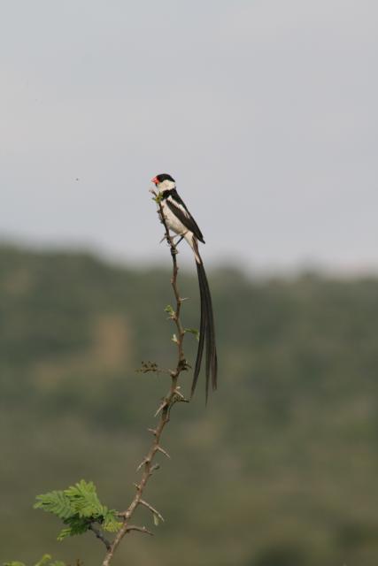 Pin-tailed wydah