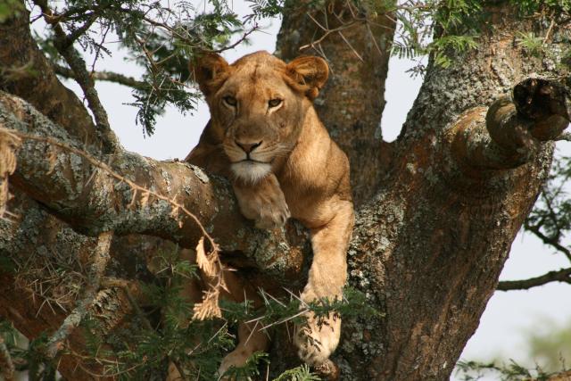 Tree-climbing lion in Queen Elizabeth National Park
