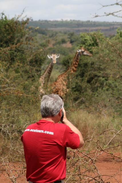 Photographing giraffes in Akagera National Park