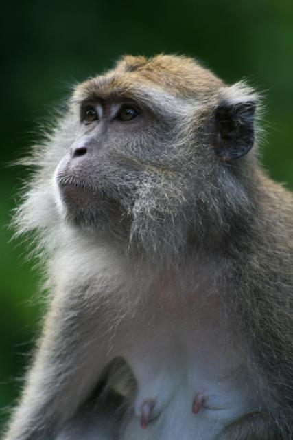 Macaque, Kinabatangan River