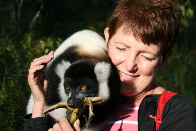 Black and White Ruffed Lemur, Perinet