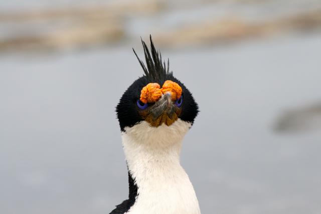 King cormorant, Falkland Islands