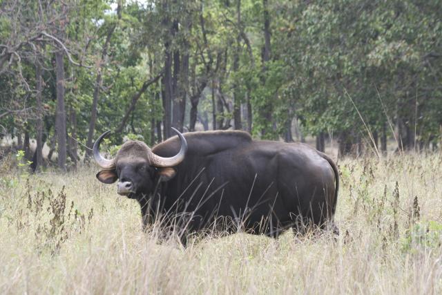 Gaur seen in Indian National Park