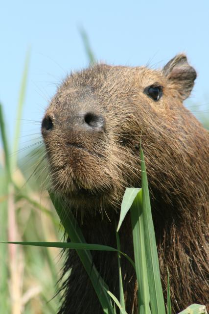 Capybara on Rio Cuiaba