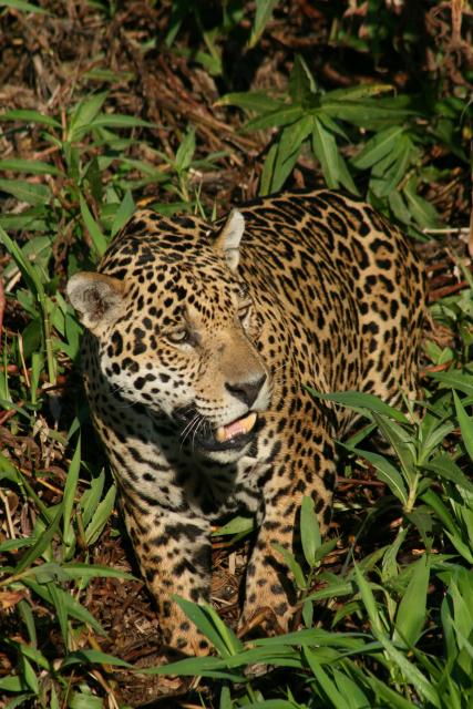 Wild Jaguar seen on Cuiaba River
